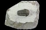 Nice, Gerastos Trilobite Fossil - Foum Zguid #69736-1